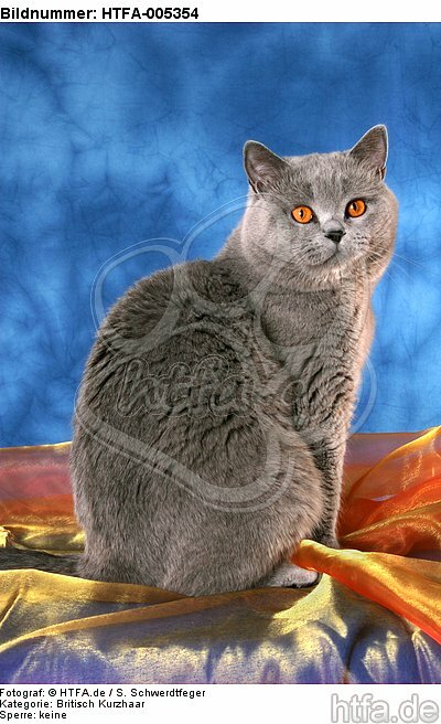 Britisch Kurzhaar / british shorthair / HTFA-005354