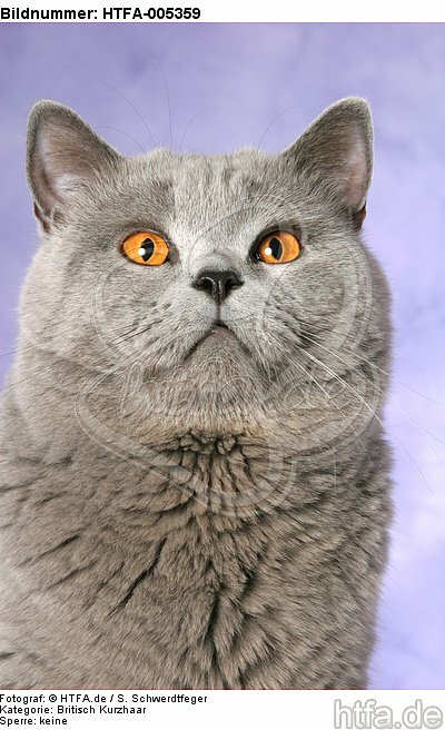 Britisch Kurzhaar / british shorthair / HTFA-005359