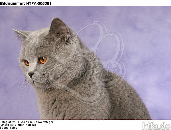 Britisch Kurzhaar / british shorthair / HTFA-005361