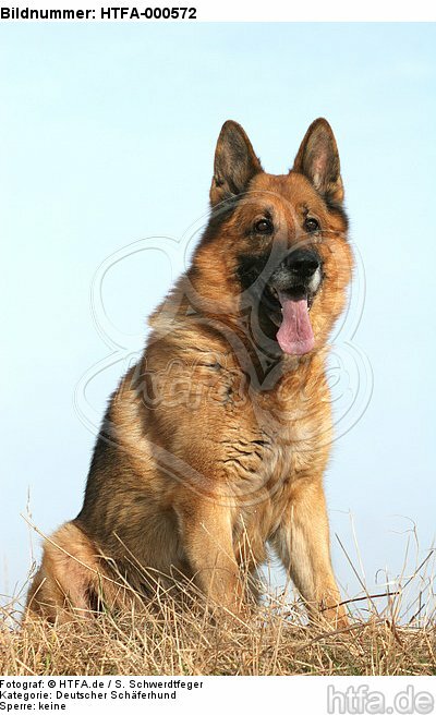 sitzender Deutscher Schäferhund / sitting German Shepherd / HTFA-000572