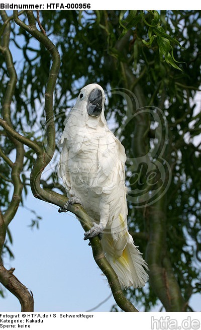 Kakadu / cockatoo / HTFA-000956