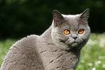 Britisch Kurzhaar / british shorthair