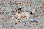 Parson Russell Terrier spielt im Schnee / playing PRT in snow