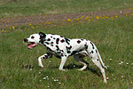 Dalmatiner / dalmatian