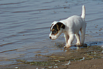 Parson Russell Terrier Welpe / parson russell terrier puppy