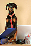 Dobermann / doberman pinscher