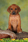 Rhodesian Ridgeback Welpe / rhodesian ridgeback puppy