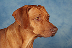 Rhodesian Ridgeback