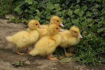 junge Warzenenten / young muscovy ducks