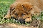 Harzer Fuchs Welpe / Harzer Fuchs puppy