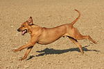 Rhodesian Ridgeback