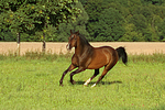 galoppierendes Warmblut / galloping warmblood