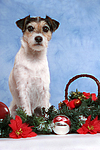 Parson Russell Terrier