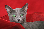 Russisch Blau Portrait / russian blue portrait