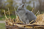 Löwenköpfchen / lion-headed bunny