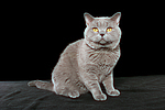 Britisch Kurzhaar / british shorthair