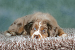 Miniature Australian Shepherd Welpe / miniature australian shepherd puppy