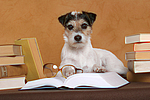 Parson Russell Terrier