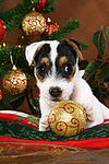 Parson Russell Terrier Welpe zu Weihnachten / PRT puppy at christmas