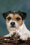 Parson Russell Terrier und Maus / dog and mouse