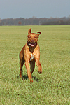 rennender Rhodesian Ridgeback / running Rhodesian Ridgeback