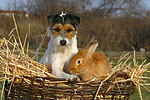 Parson Russell Terrier und Zwergkaninchen / prt and dwarf rabbit