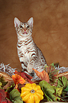 sitzende Ocicat / sitting Ocicat