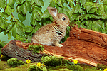 junges Zwergkaninchen / young dwarf rabbit