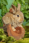 junges Zwergkaninchen / young dwarf rabbit