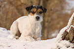 liegender Parson Russell Terrier im Schnee / lying prt in snow