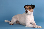 liegender Parson Russell Terrier / lying prt