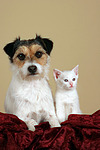 Parson Russell Terrier und Kätzchen / parson russell terrier and kitten