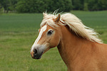 Haflinger Portrait / haflinger horse portrait