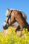 Haflinger Portrait / haflinger horse portrait