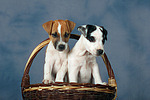 Parson Russell Terrier