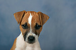 Parson Russell Terrier