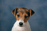 Parson Russell Terrier