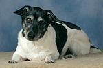 Jack Russell Terrier