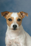 Parson Russell Terrier