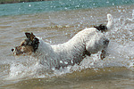 Parson Russell Terrier