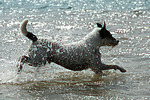 Parson Russell Terrier