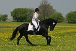 Friese / frisian horse