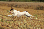 Parson Russell Terrier