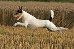 Parson Russell Terrier