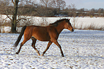 Deutsches Reitpony / pony