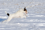 Parson Russell Terrier rennt durch den Schnee / prt running through snow