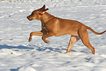 rennender Rhodesian Ridgeback / running Rhodesian Ridgeback