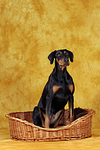 Dobermann im Körbchen / Doberman Pinscher in basket