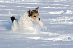 Parson Russell Terrier rennt durch den Schnee / prt running through snow