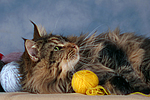 Maine Coon